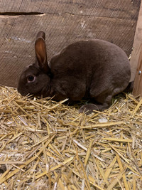 MALE RABBIT FOR SALE