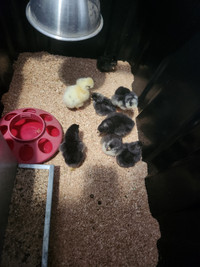 8 Easter egg chicks