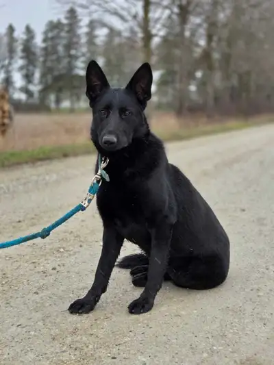 Quality German Shepherd, View more