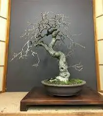 small wisteria tree - 3 small trees $6062864746222083121