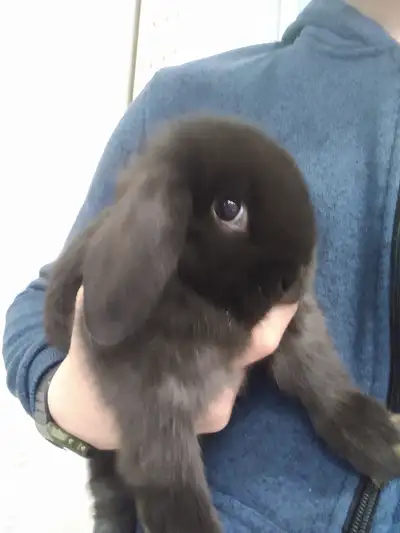 Very gentle and tame babies, 2 months old, ready for new homes. Very soft velvety fur. One male, and...