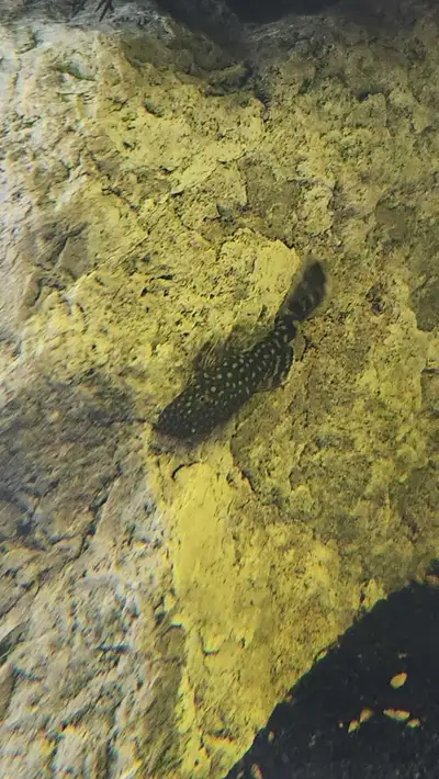 bristlenose pleco 1.5", View more