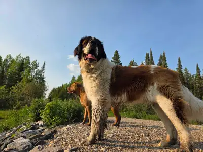 male saint bernard , View more