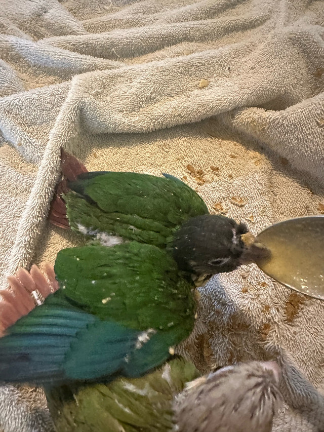 pineapple and yellow sided baby conure in Birds for Rehoming in Brantford - Image 4