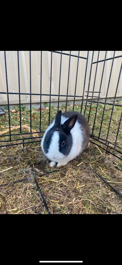 mini Rex female , View more