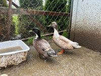 2 male call ducks