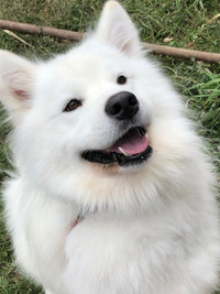 3 years old Samoyed Male intact