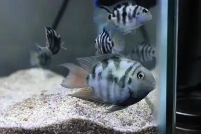 Easy to care for. Semi aggressive freshwater fish