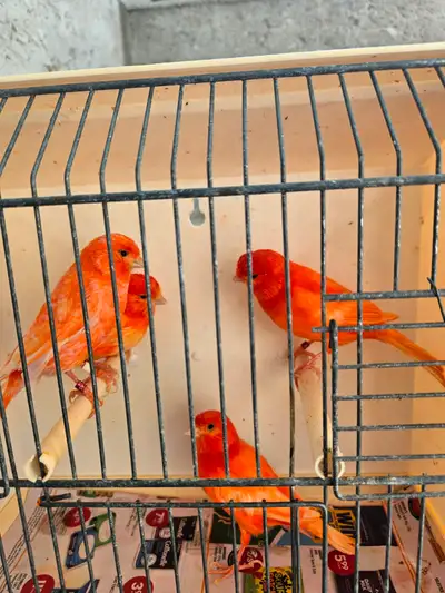Red Factors canaries, View more