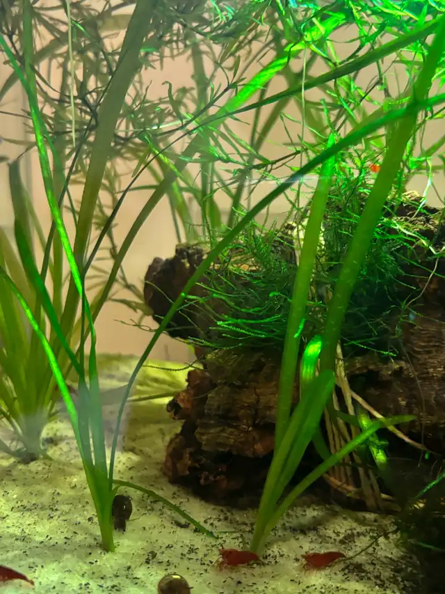aquarium plant: jungle Val; Val vallisneria SALE in Fish for Rehoming in City of Toronto - Image 3