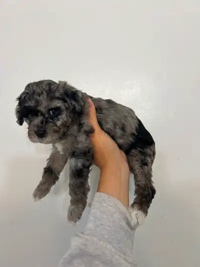 Only 2 Mini Malti-Poo Puppies left!!, View more