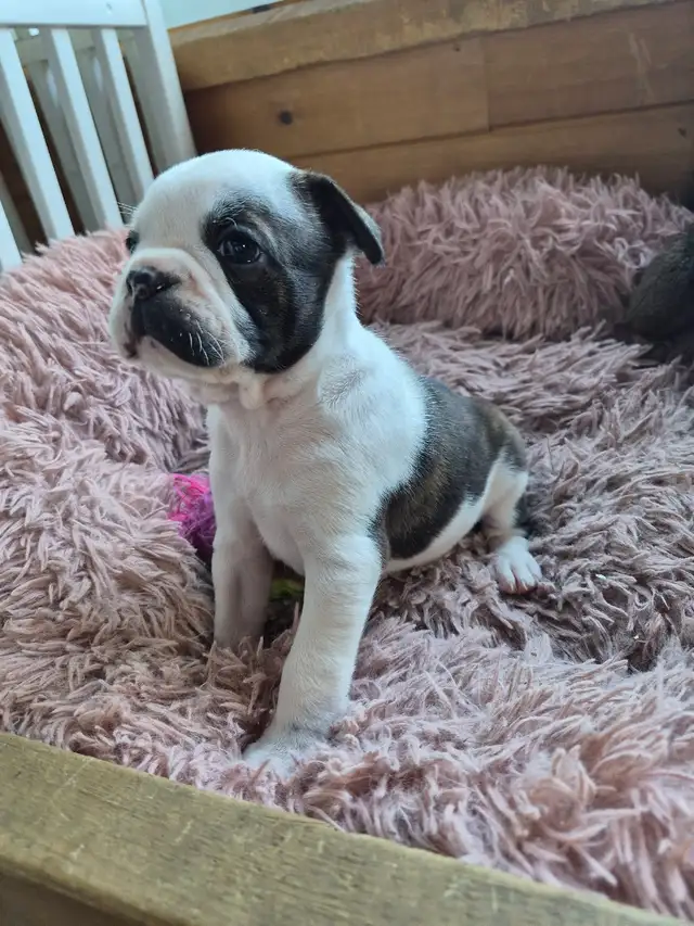 Bulldogs 