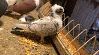Satinette Pigeon (male)