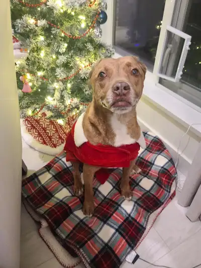 Friendly dog looking for a forever home, View more