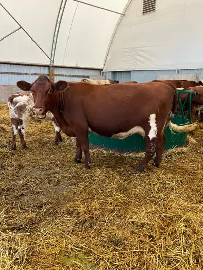 Shorthorn Cow, View more