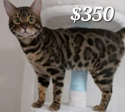 Gorgeous Purebred Male Bengal and snow Bengal Kitten, View more