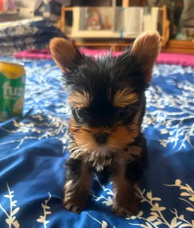 CKC Reg. Yorkshire Terrier, View more