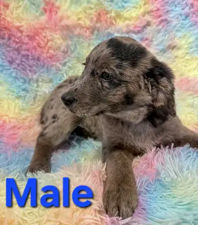 The puppies are now ready for their forever homes, we encourage you to come meet them to see if the...