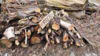 Free Firewood Centreville Napanee