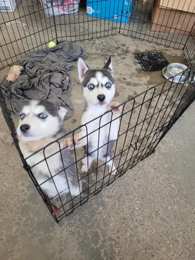 We have 3 beautiful girls with blue eyes looking for homes. Both parents are purebred Siberian Husky...