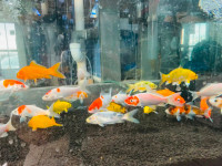 Medium size koi fish for sale at TT PETS