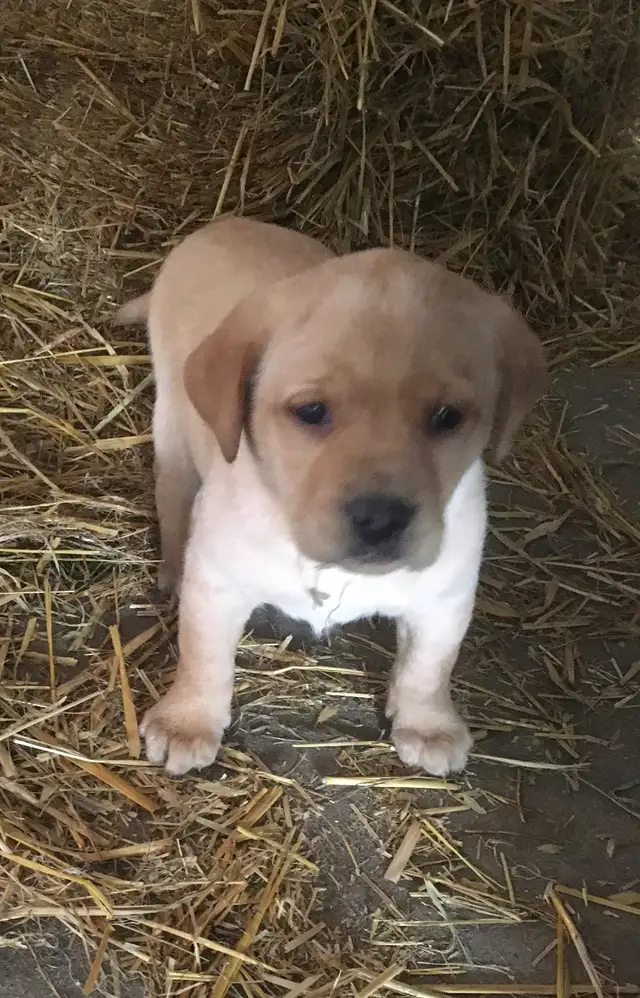 Lab Puppies For Sale in Dogs & Puppies for Rehoming in Norfolk County - Image 9