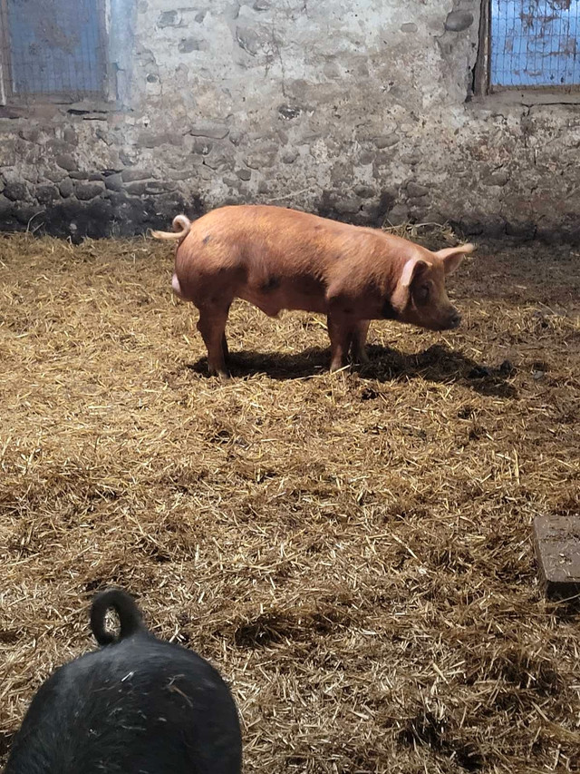 Young boars in Livestock in Oakville / Halton Region