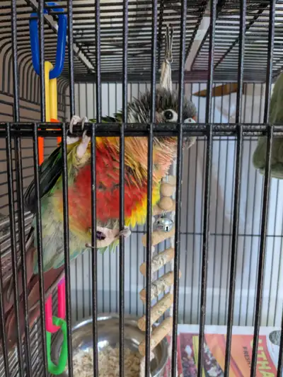 Bonded yellow side Conure Pair, View more