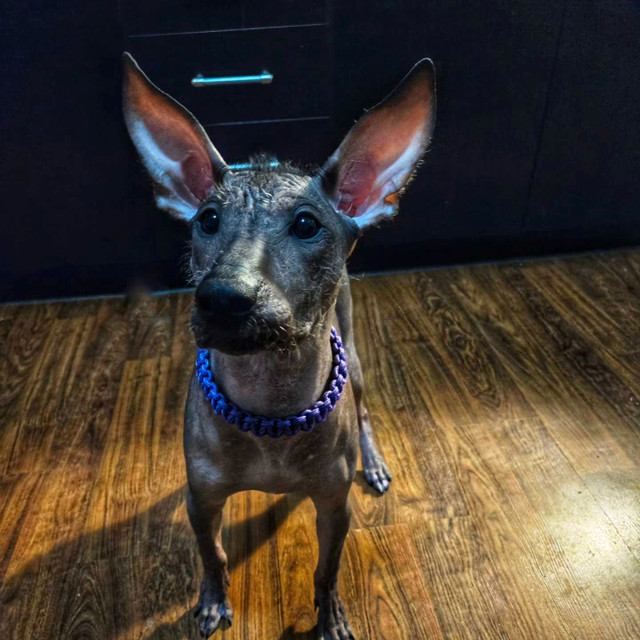 Boarding  in Animal & Pet Services in St. Catharines