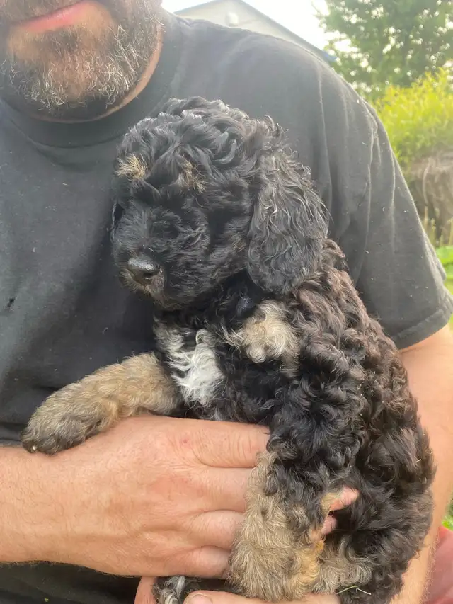 Caniche royal 500$ in Dogs & Puppies for Rehoming in Saint-Hyacinthe - Image 5