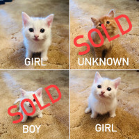 Beautiful White Kittens for Sale