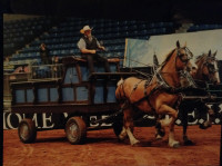 Draft horse show wagon