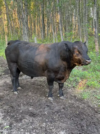 Dexter X Angus bull for sale. We’ve used him for 4 years and he’s never missed a cow. 100% bred 100%...