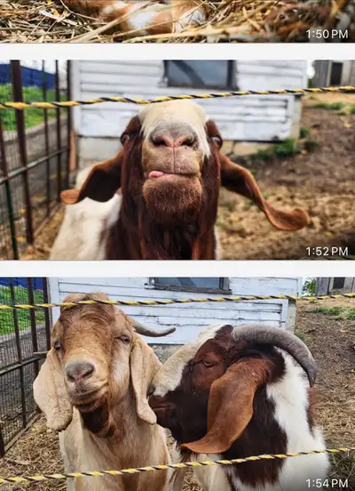 Intact Boer Buck Goat, View more
