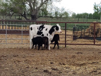 Great Dispositioned Nurse Cows For Sale.Family Milk Cows