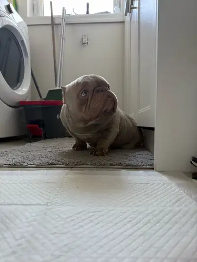 Micro Bully, View more