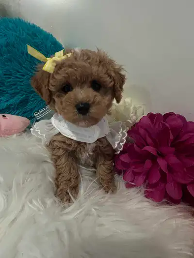 beautiful toy maltipoo boy looking for new homes, View more