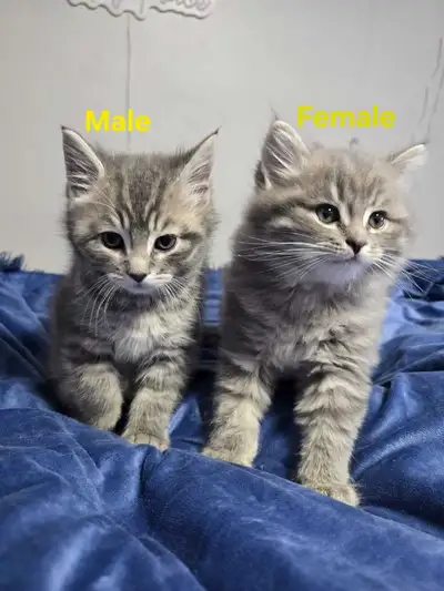 Adorable siberian Scottish Fold Kittens Looking for Loving Homes Our sweet little kitten are ready t...