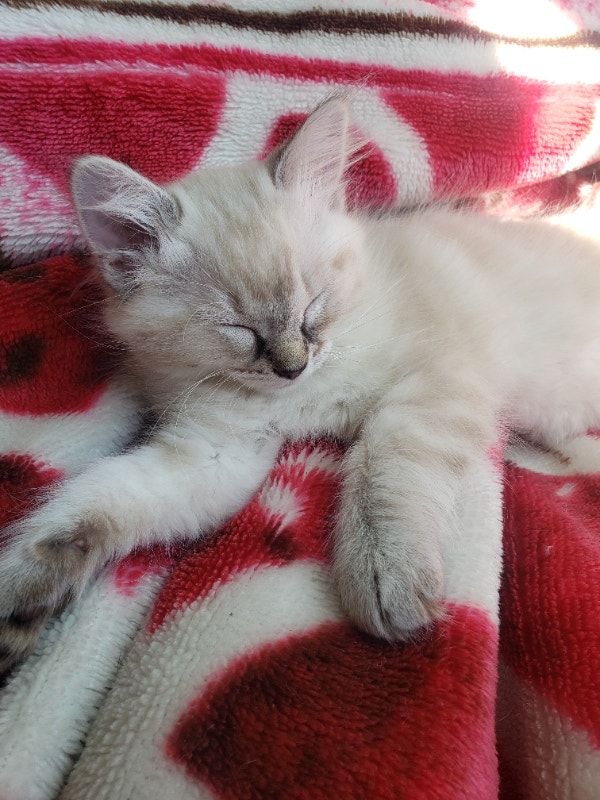 Ragdoll kitten | Cats & Kittens for Rehoming | Nanaimo | Kijiji