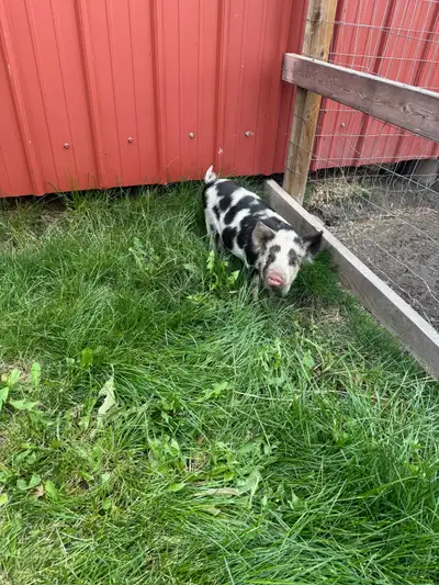Kunekune piglets for trade, View more