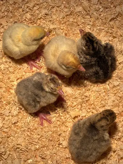 looking for Guinea fowl eggs, View more