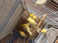 Young yellow canaries for sale