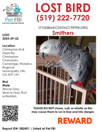 PARROT LOST, PLEASE HELP ME FIND HIM
