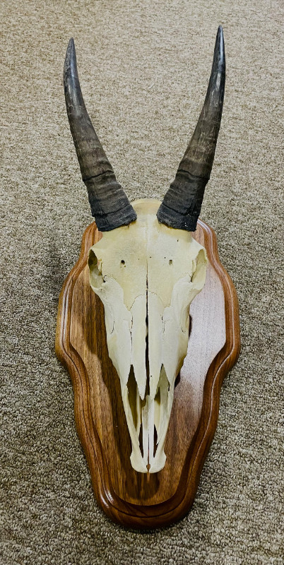 European Skull Mount Base for Mountain Goat in Hobbies & Crafts in Terrace - Image 4