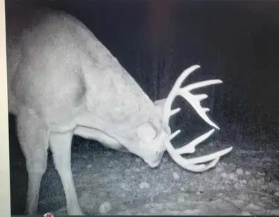 Hunting Item Msg For Details Located in Marmora
