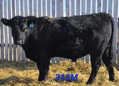 Purebred Black Angus Bulls for Sale , View more