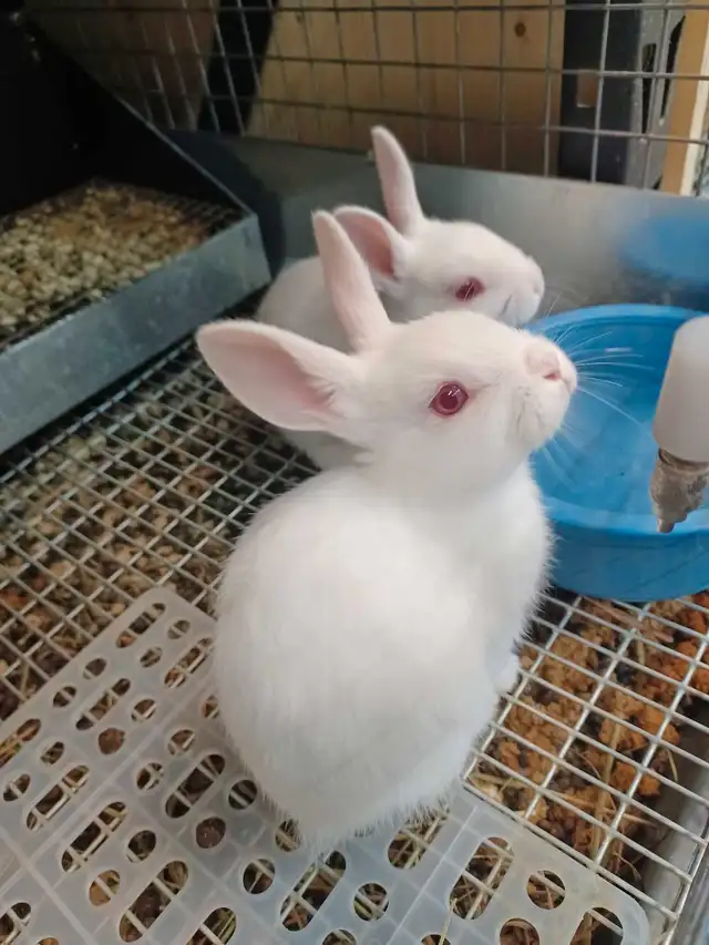 Florida whites bunnies (meat rabbits) in Small Animals for Rehoming in City of Toronto - Image 5