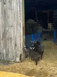 Pygmy goats for sale 