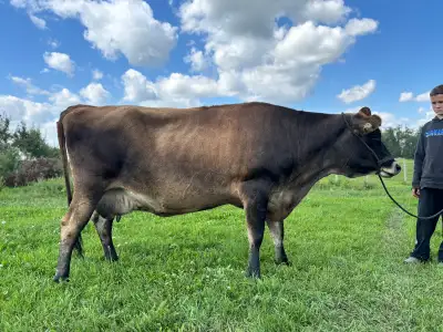 Purebred Jersey Family Cow, View more
