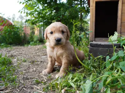 Two happy purebred golden retriever puppies for sale. One female and one male (they both look the sa...